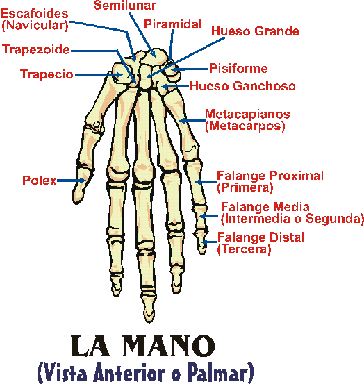 LA MANO (VISTA ANTERIOR O PALMAR)