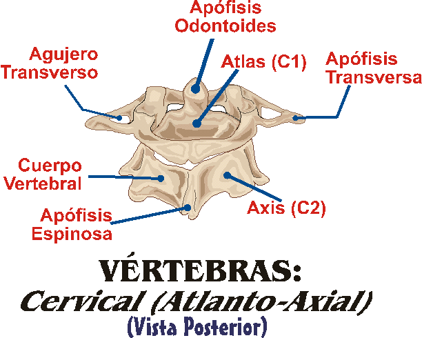 ARTICULACI�N ATLANTO-AXIAL