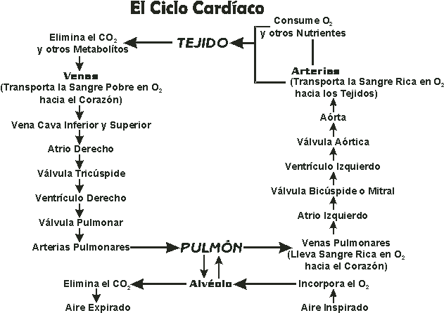 CICLO CARDACO