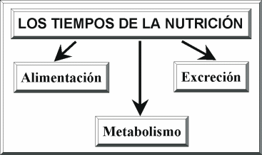 Alimentación Racional Humana