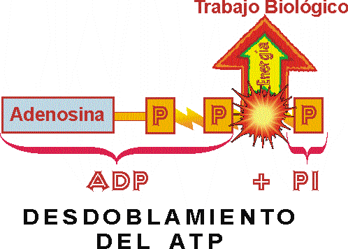 DEGRADAMIENTO DE LA MOLCULA DE ATP