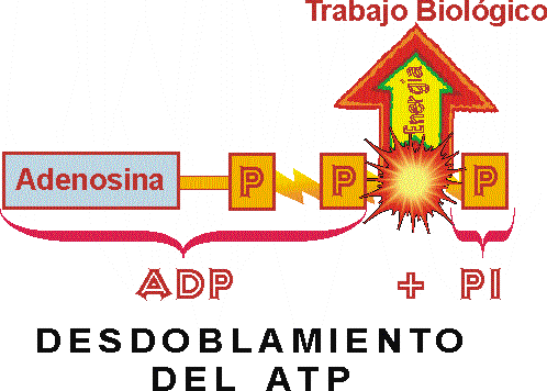 Reaccion anabolica