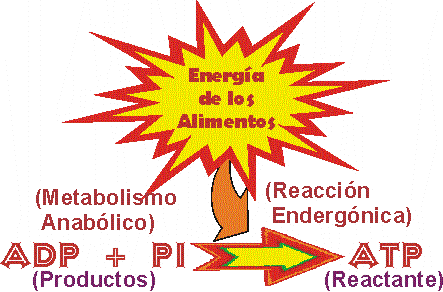 REACCIN ACOPLADA TIPO EXERGNICA