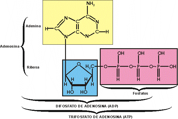 ESTRUCTURA MOLECULAR DEL ATP