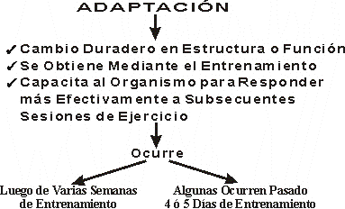 DESCRIPCIN DEL CONCEPTO DE ADAPTACIN AL EJERCICIO