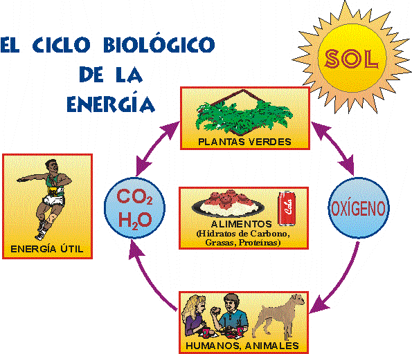EL CICLO BIOLGICO DE ENERGA