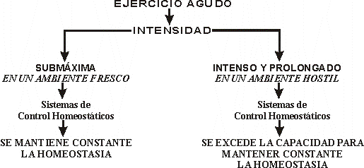 EJERCICIO AGUDO A DEFERENTES INTENSIDADES