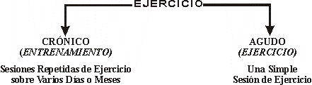 EL CONCEPTO DE EJERCICIO CRNICO Y AGUDO