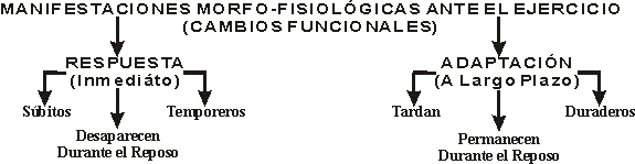 CAMBIOS MOFOFUNCIONALES DURANTE EL EJERCICIO