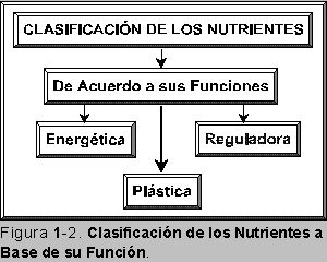 Clasificacin de los Nutrientes a Base de su Funcin