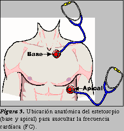 Regiones de Auscultaci�n en el T�rax