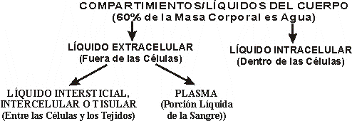 COMPARTIMIENTOS LQUIDOS