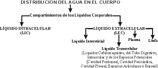 DISTRIBUCIN DE LOS L;IQUIDOS CORPORALES