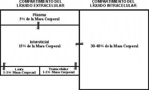 DISTRIBUCIN DEL AGUA EN LOS COMPARTIMIENTOS