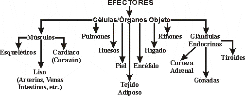 EFECTORES DEL CUERPO