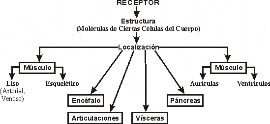 EJEMPLOS DE RECEPTORES