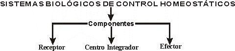 INTEGRANTES DEL SISTEMA HOMEOSTTICO