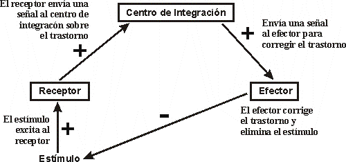 COMPONENTES SISTEMA CONTROL HOMEOSTTICO