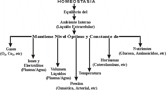 DESCRIPCIÓN DIAGRAMÁTICA DEL CONCEPTO DE HOMEOSTASIA