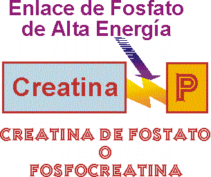 MOLCULA DE FOSFOCREATINA