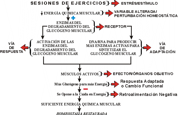 EJEMPLO CONTROL HOMEOSTTICO PARA EL ENTRENAMIENTO