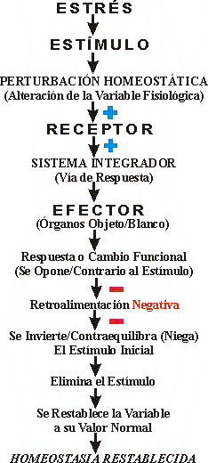 REGULACIN HOMEOSTTICA