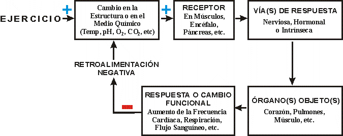 RESPUESTAS FISIOLGICAS A UN EJERCICIO AGUDO