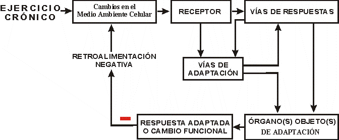 DIAGRAMA GENERAL QUE DESCRIBE LAS ADAPTACIONES DE UN EJERCICIO CRNICO