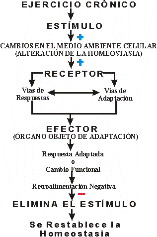 CONTROL HOMEOSTTICO PARA UN EJERCICIO CRNICO