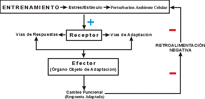 ENTRENAMIENTO Y SU REGULACIN HOMEOSTTICA