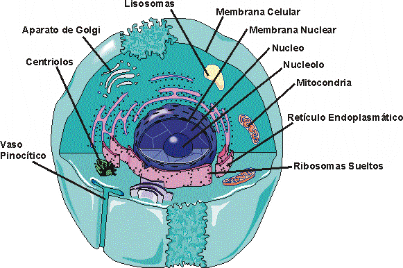 LA CLULA