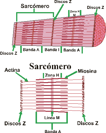 funcion del sarcomero