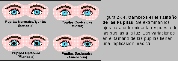 Figura 2-14: Cambios en el Tamao de la Pupila