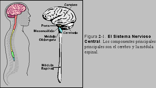 Figura 2-1: El Sistema Nervioso Central