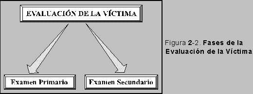 Figura 2-2: Fases de la Evaluación de la Víctima