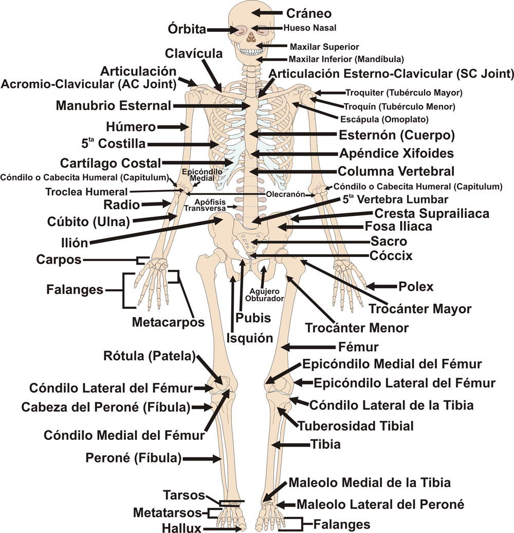 El Esqueleto Axial Y Apendicular © 2020 Edgar Lopategui