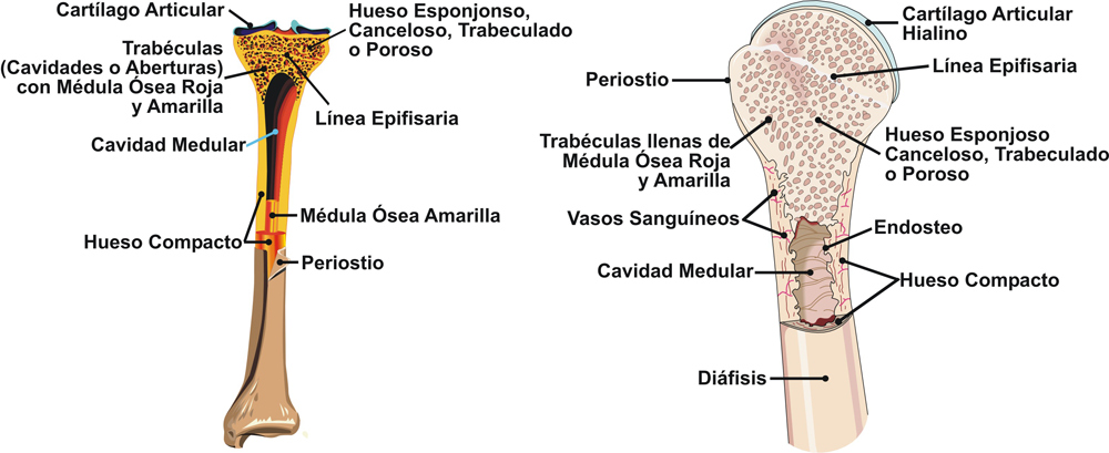 oriental Horizontal Cubo El Sistema Esquelético